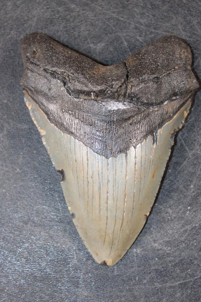Big MEGALODON Shark Tooth Fossil (1 of 4)
