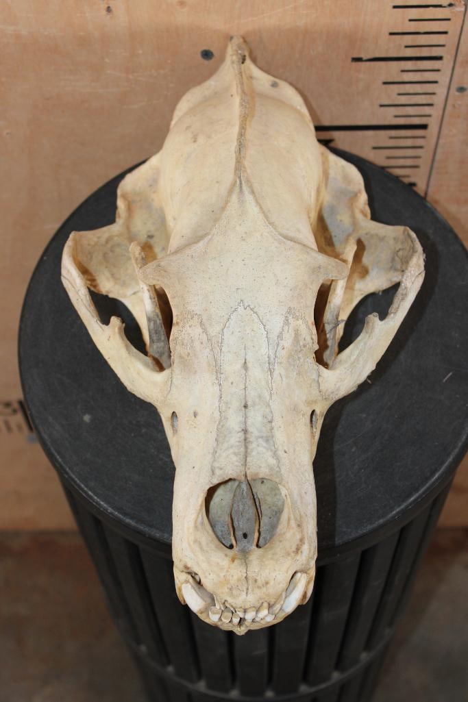 Big BROWN BEAR or GRIZZLY BEAR Skull (1 of 9)