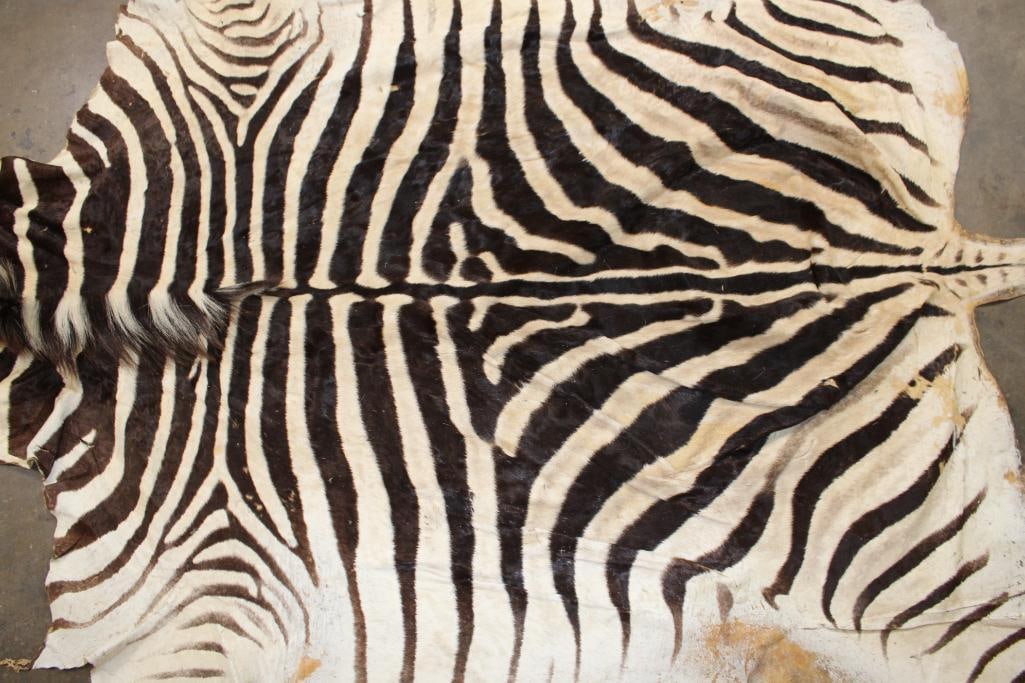 ZEBRA HIDE or ZEBRA RUG with Vibrant Stripes - 10