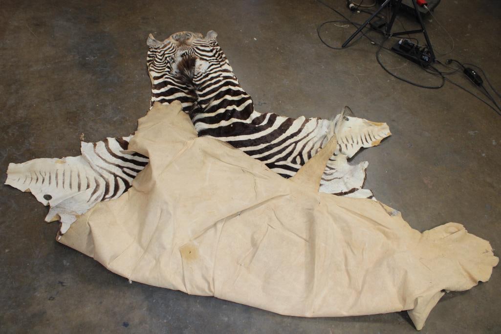 ZEBRA HIDE or ZEBRA RUG with Vibrant Stripes - 11