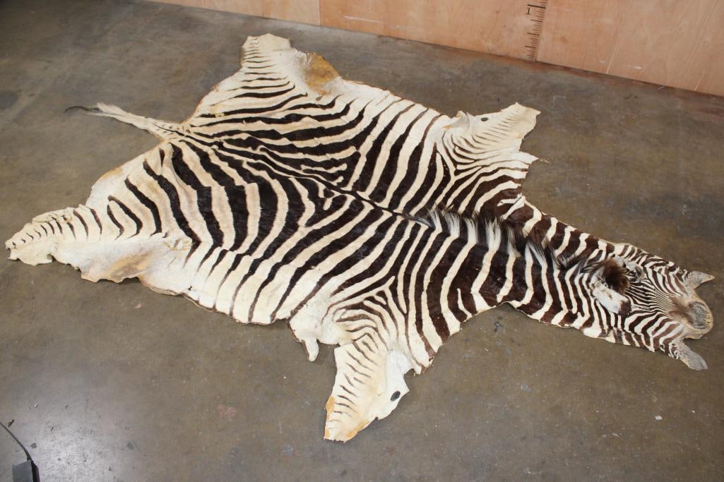 ZEBRA HIDE or ZEBRA RUG with Vibrant Stripes: Nice, Soft, and Clean ZEBRA HIDE or ZEBRA RUG with Vibrant Stripes. It measures 9' 5" Long x 6' 3" Wide. It has a few minor holes or bald spots due to the tanning process. TAXIDERMY HIDES AND RUGS&nbs