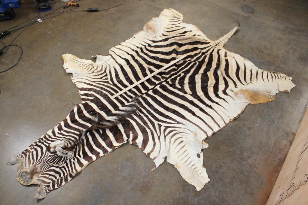 ZEBRA HIDE or ZEBRA RUG with Vibrant Stripes - 2