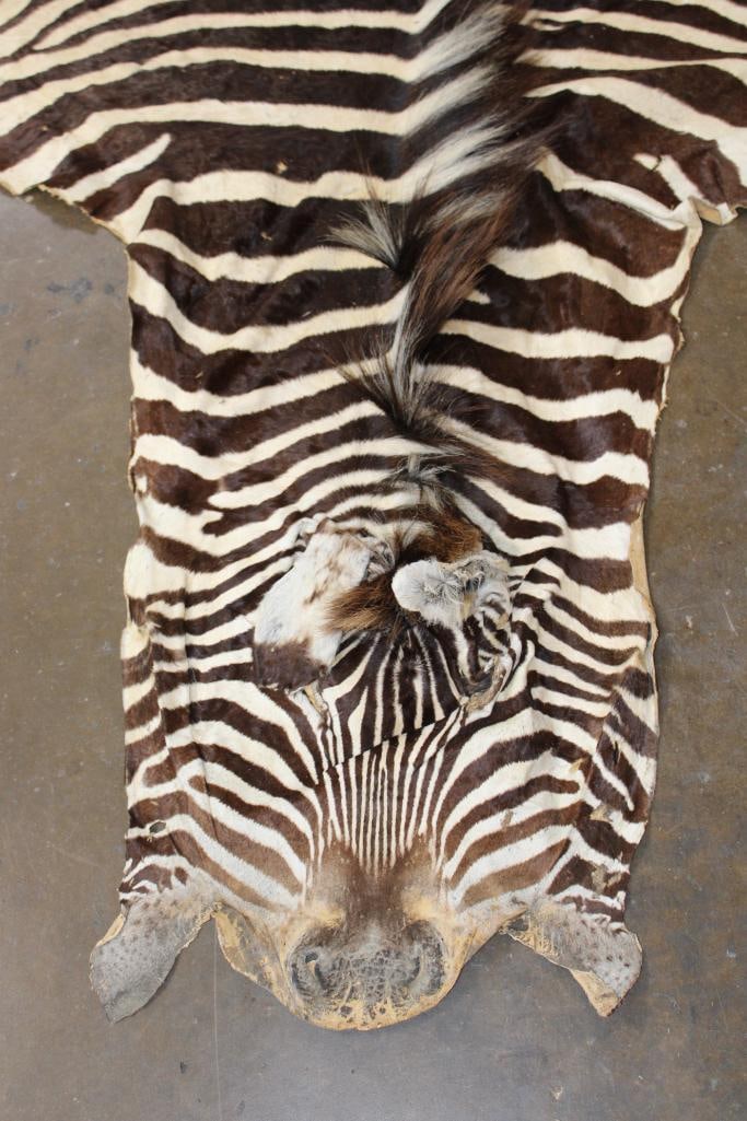 ZEBRA HIDE or ZEBRA RUG with Vibrant Stripes - 3