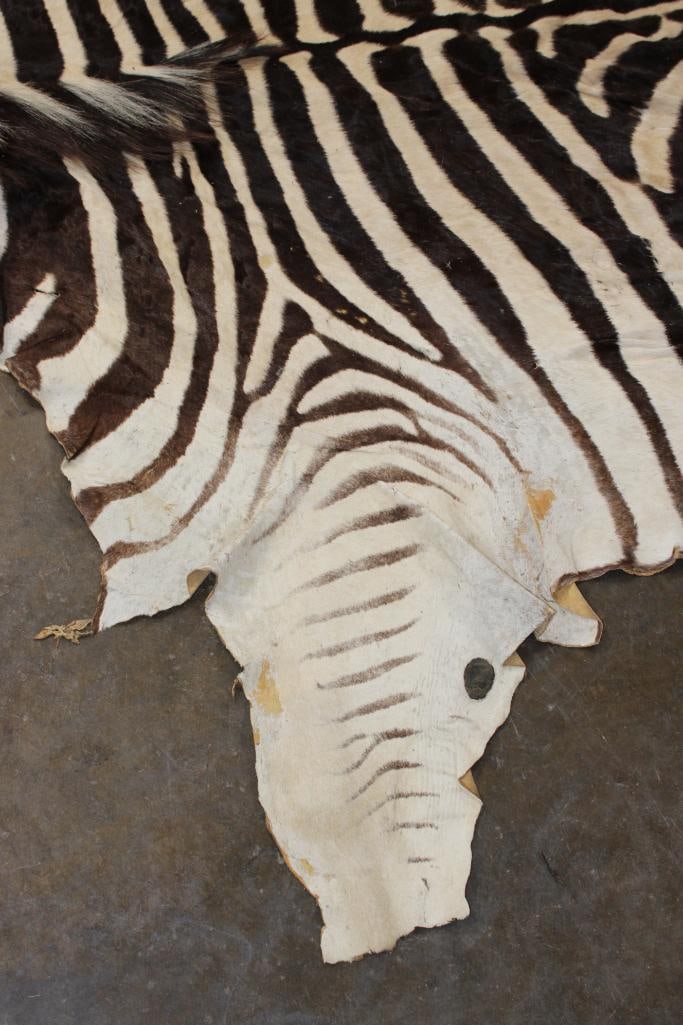 ZEBRA HIDE or ZEBRA RUG with Vibrant Stripes - 4