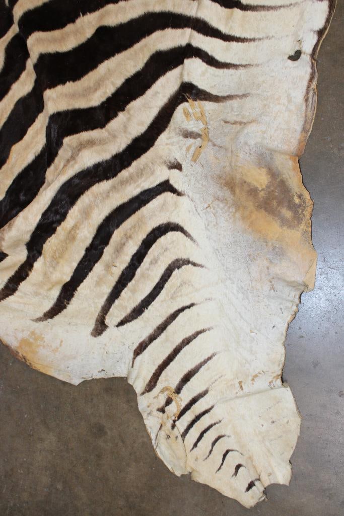 ZEBRA HIDE or ZEBRA RUG with Vibrant Stripes - 6