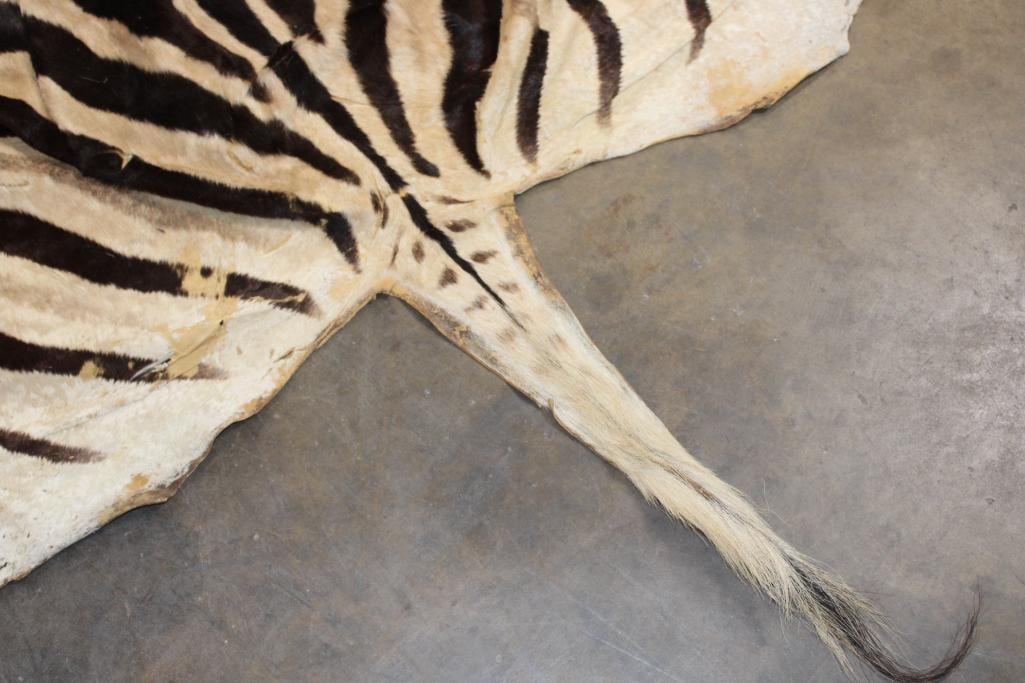 ZEBRA HIDE or ZEBRA RUG with Vibrant Stripes - 7