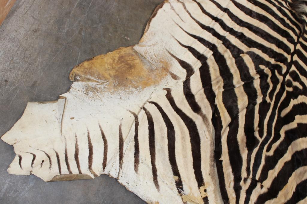 ZEBRA HIDE or ZEBRA RUG with Vibrant Stripes - 8