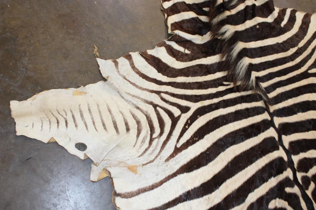 ZEBRA HIDE or ZEBRA RUG with Vibrant Stripes - 9