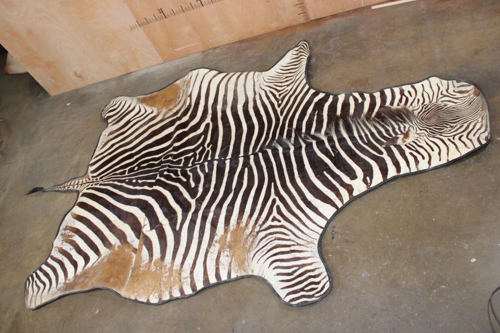 ZEBRA Hide Rug with a Carpet Backing and Leather Piping: ZEBRA Hide Rug with a Carpet Backing and Leather Piping. It measures 9' 9" Long x 5' 11" Wide. TAXIDERMY HIDES AND RUGS 