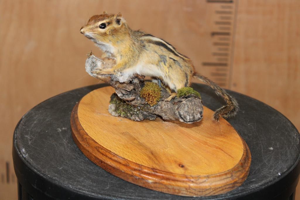 Life-sized CHIPMUNK on a Wood Plaque Base: Life-sized CHIPMUNK on a Wood Plaque Base. It measures 10.25" Long x 6.5" Wide x 6" Tall. This is an older mount in rough shape, he is still cute! TAXIDERMY 