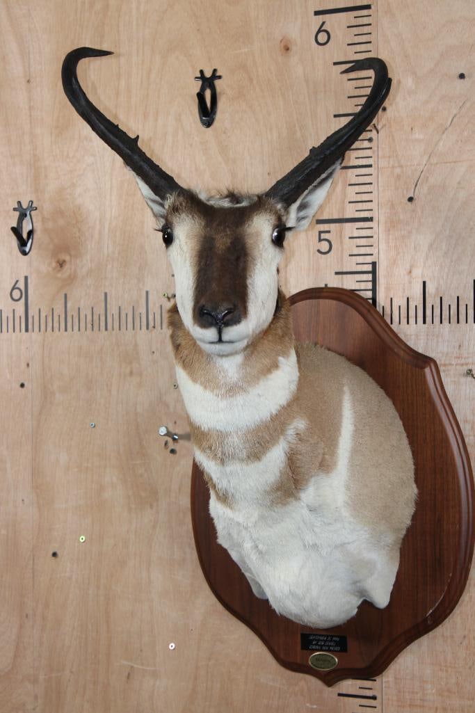 Big PRONGHORN Shoulder Mount on a Wood Plaque: Very Nice, Clean, and Big PRONGHORN Shoulder Mount. It is displayed on a Wood Plaque and was Taken in Corona, New Mexico in 1996. It is in Very Good Condition. TAXIDERMY 