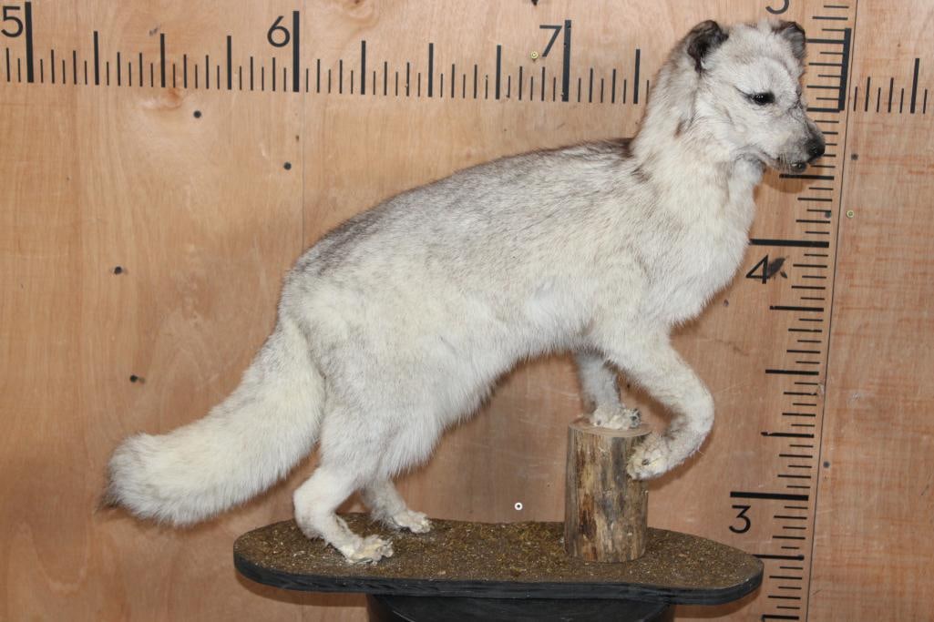 Life-sized Blue Sapphire SILVER FOX on a Tree Bark Base - 2