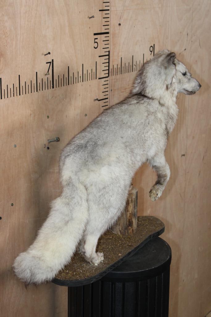 Life-sized Blue Sapphire SILVER FOX on a Tree Bark Base - 3