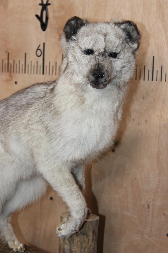 Life-sized Blue Sapphire SILVER FOX on a Tree Bark Base - 4