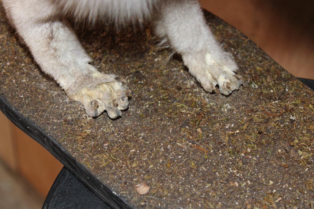 Life-sized Blue Sapphire SILVER FOX on a Tree Bark Base - 5