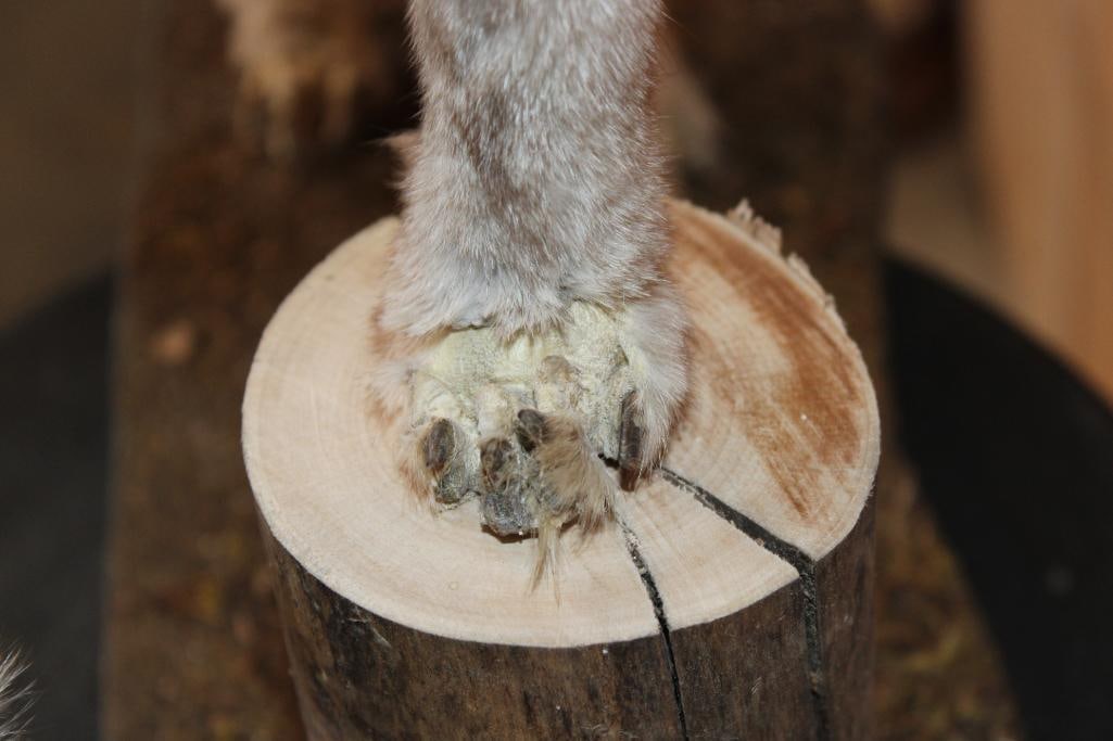 Life-sized Blue Sapphire SILVER FOX on a Tree Bark Base - 6