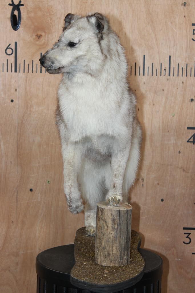 Life-sized Blue Sapphire SILVER FOX on a Tree Bark Base - 7