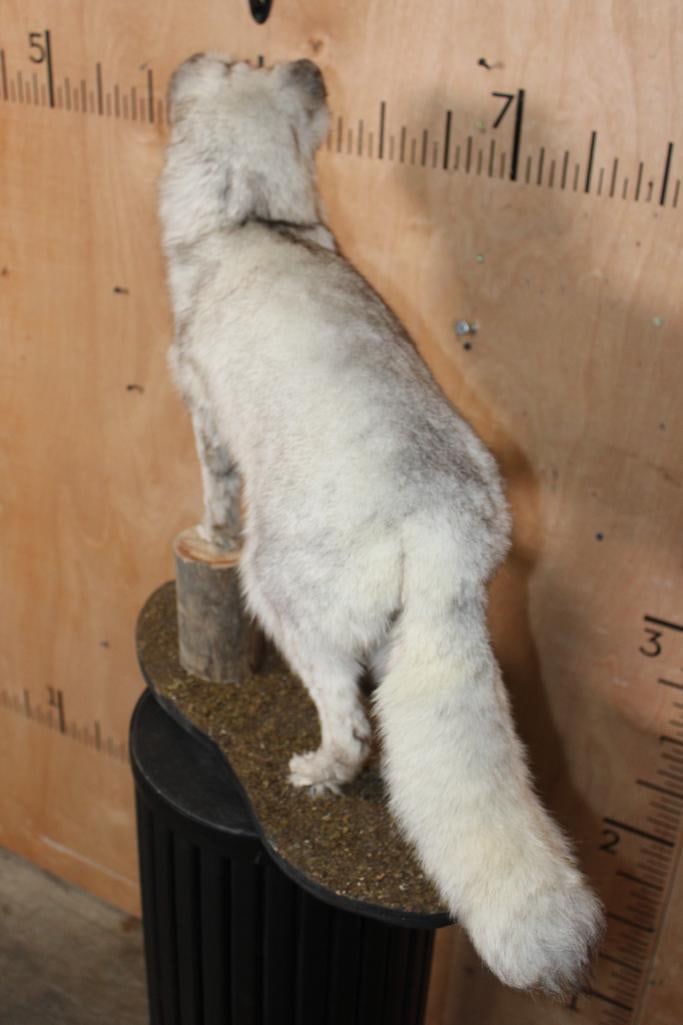 Life-sized Blue Sapphire SILVER FOX on a Tree Bark Base - 9