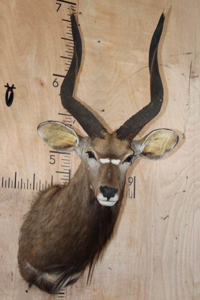 NYALA Shoulder Mount: NYALA Shoulder Mount. The Left Horn measures 27.75" and the Right Horn measures 28" around the spiral ridge. This is an older mount in fair condition. TAXIDERMY 