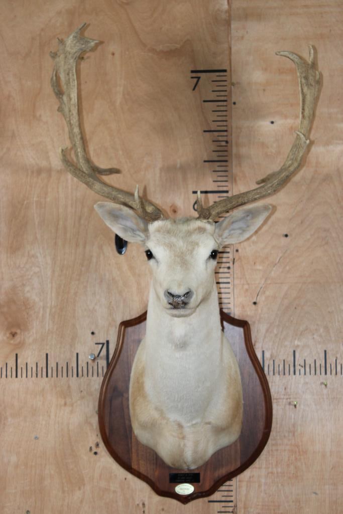 20-Point White FALLOW DEER Shoulder Mount on a Wood Plaque: Very Nice and Clean 20-Point White FALLOW DEER Shoulder Mount on a Wood Plaque. It has a 24.5" Spread and is in Good Condition. Taken in Mountain Home, Texas-1995. TAXIDERMY 