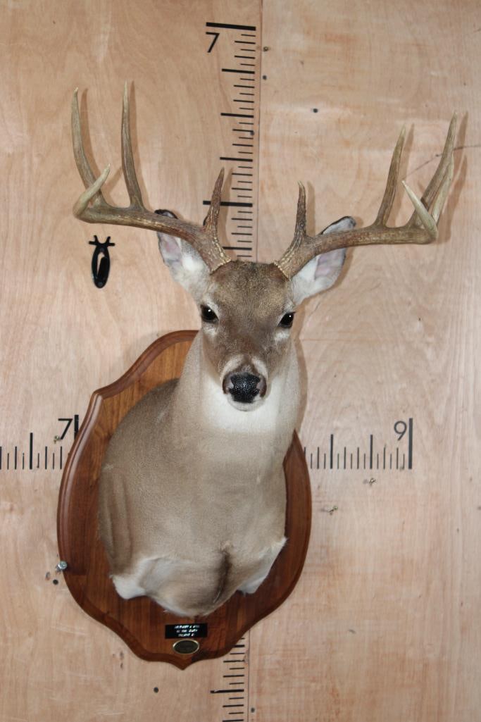 9-Point WHITETAIL Shoulder Mount on a Wood Plaque: Nice 9-Point WHITETAIL Shoulder Mount. It has a 22" Spread and is mounted on a Wood Plaque. It was taken in Kingville, Texas-1996 and is in Good Condition. TAXIDERMY 