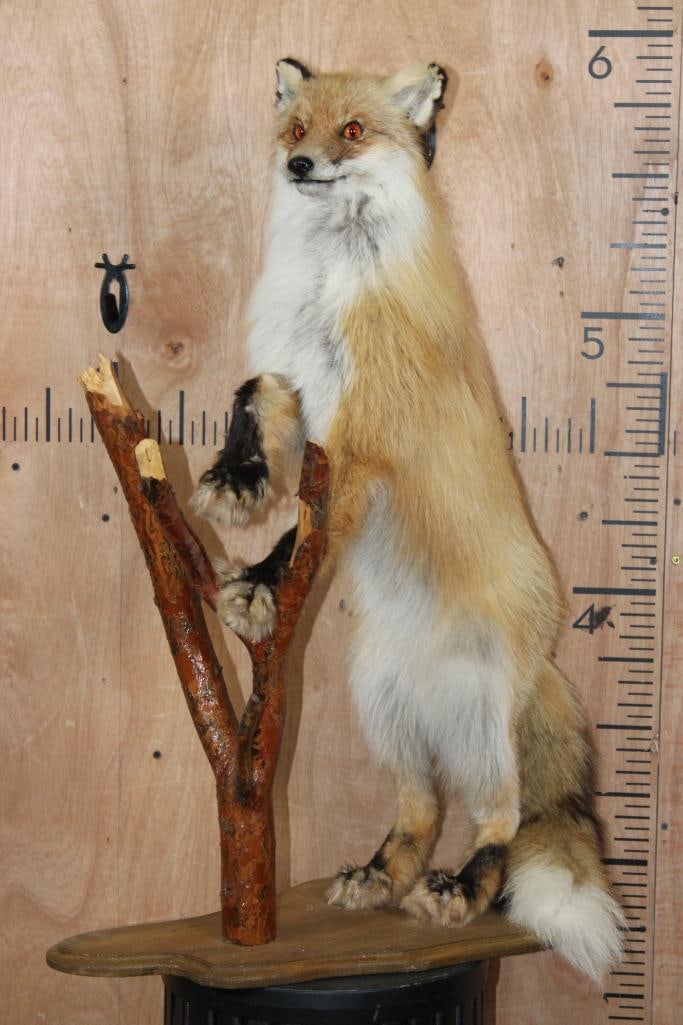 Life-sized Siberian RED FOX on a Wood Plaque with a Log: Nice Life-sized Siberian RED FOX. It is mounted on a Wood Plaque with a Log and measures 19" Long x 13" Wide x 24" Tall. This is a Nice older mount in Good Condition. TAXIDERMY 