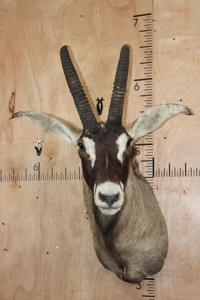 ROAN Shoulder Mount (1 of 10)