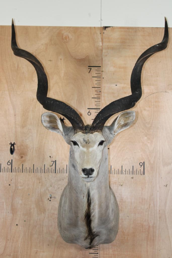 Big KUDU Shoulder Mount with a 3rd Horn Growing Between its Eyes: Big KUDU Shoulder Mount with a 3rd Horn Growing Between its Eyes! The Horns are Removable. This is an older mount with a few blemishes. TAXIDERMY 