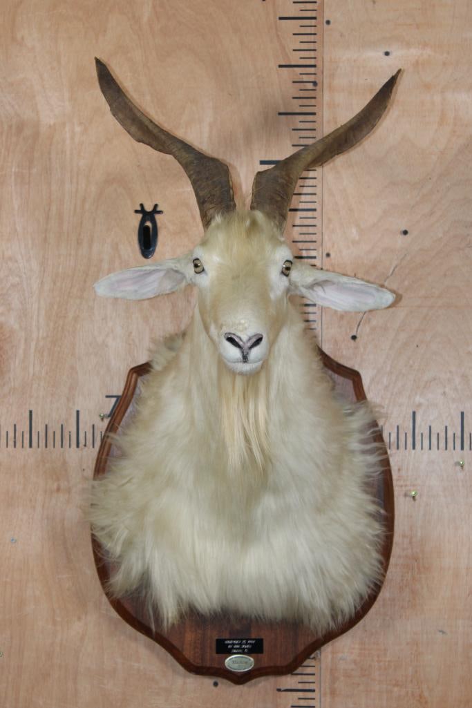 White CATALINA GOAT Shoulder Mount on a Wood Plaque: White CATALINA GOAT Shoulder Mount on a Wood Plaque. This is a Nice and Clean mount in good Condition. TAXIDERMY 