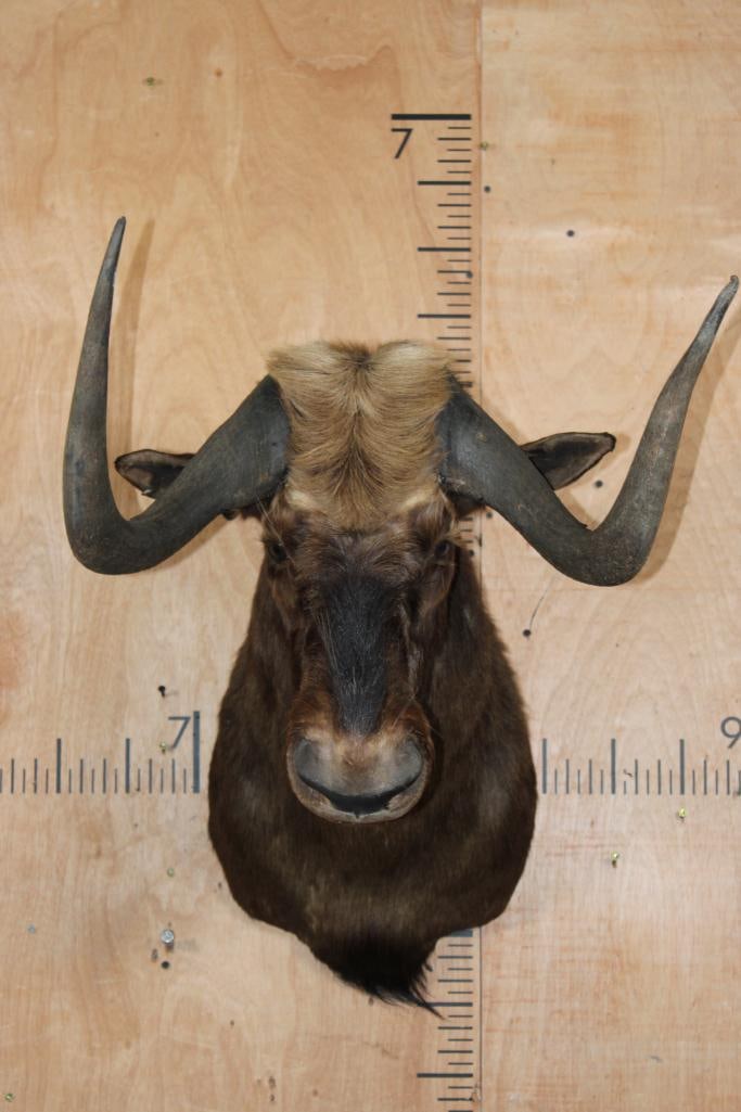 BLACK WILDEBEEST Shoulder Mount: BLACK WILDEBEEST Shoulder Mount. This is an older mount in Good Condition. TAXIDERMY 