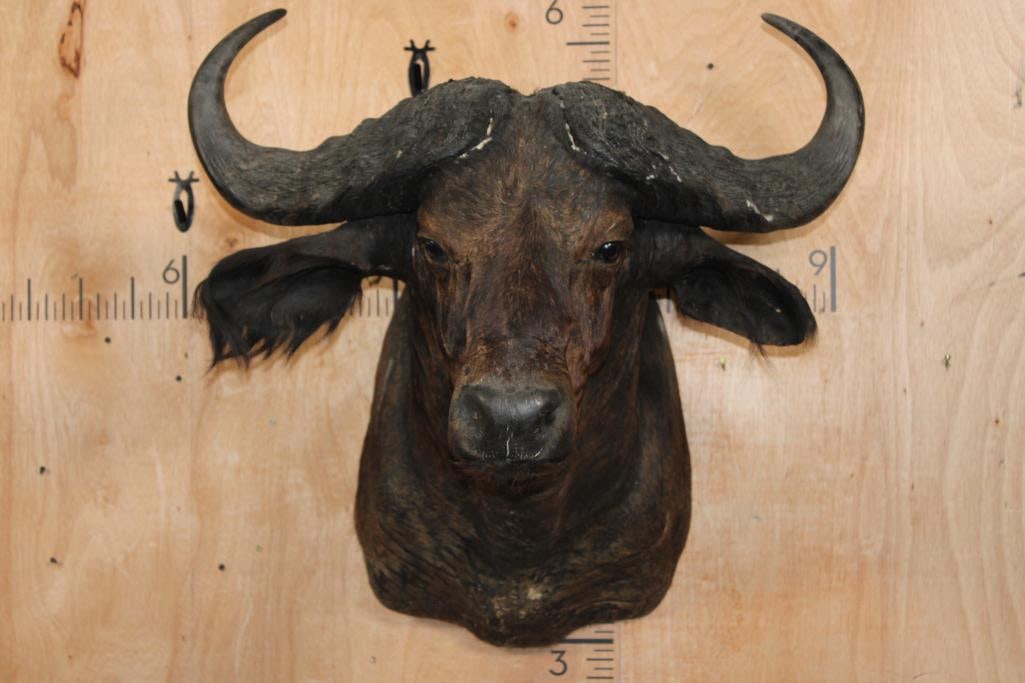 CAPE BUFFALO Shoulder Mount: CAPE BUFFALO Shoulder Mount with a 32.5" Spread. This is an older mount in Fair Condition. TAXIDERMY 