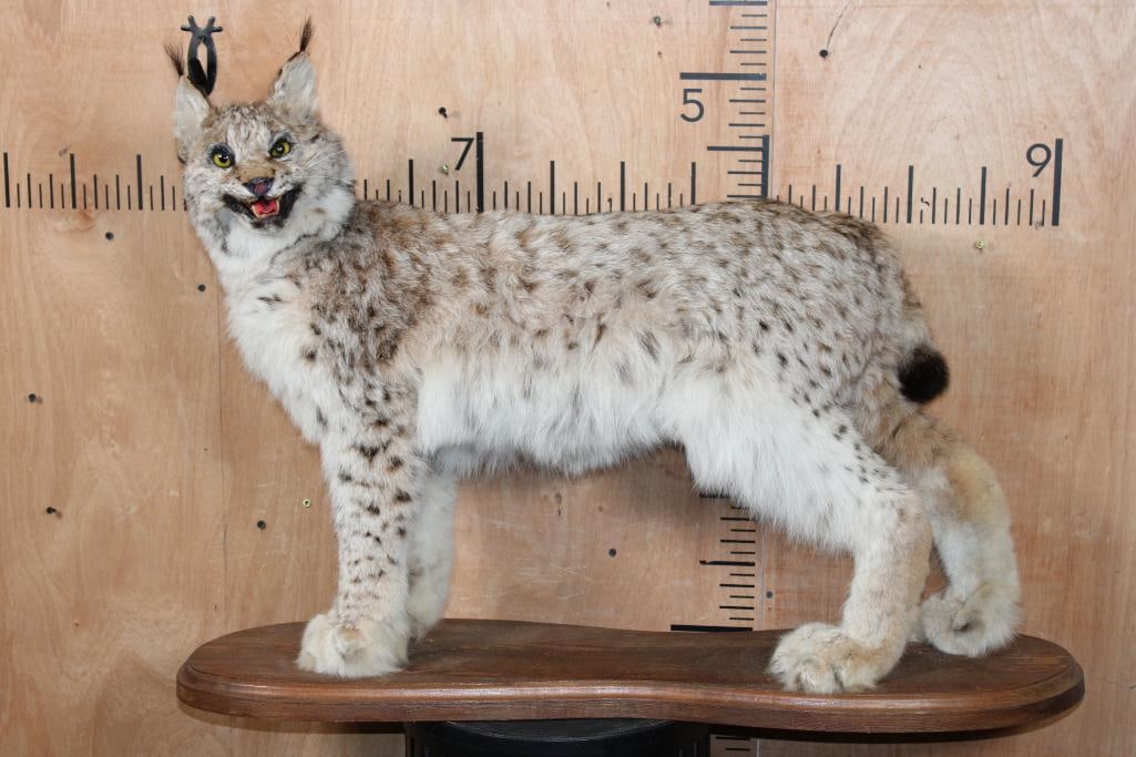 Life-sized EURASION LYNX on a Wood Plaque Base (1 of 8)