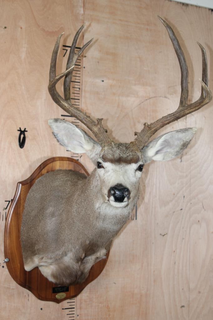 9-Point MULE DEER Shoulder Mount on a Wood Plaque: Nice and Clean 9-Point MULE DEER Shoulder Mount. It has a 21.75" Spread and is mounted on a Wood Plaque. It was Taken in Van Horn, Texas 2000