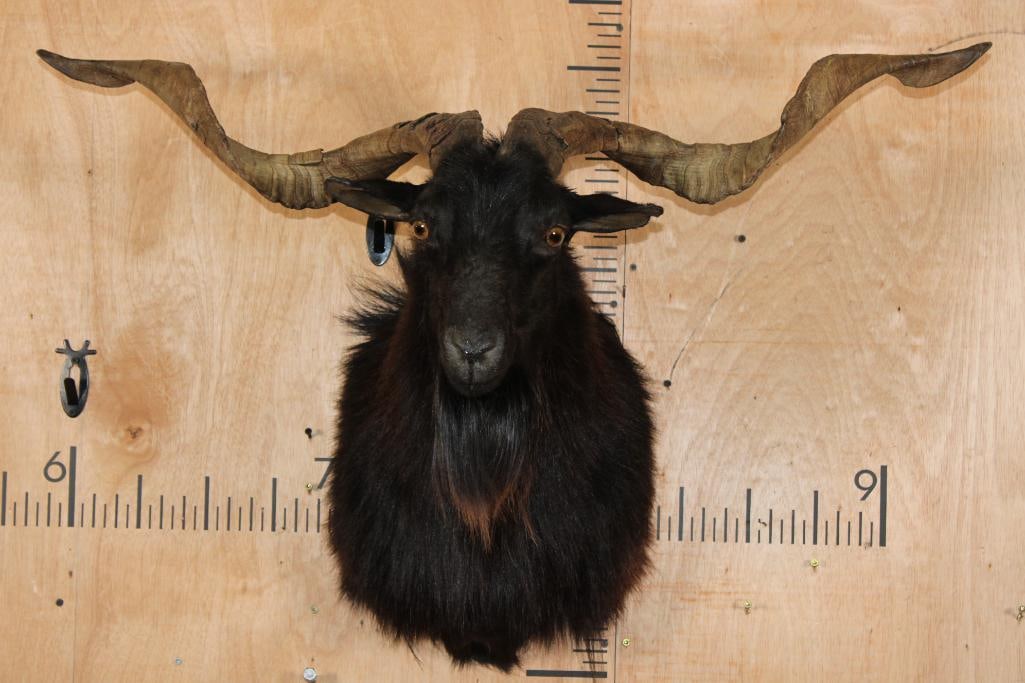 Big Black CATALINA GOAT Shoulder Mount: Nice and Big Black CATALINA GOAT Shoulder Mount. It has a 38 3/8" Spread and is in Good Condition. TAXIDERMY 