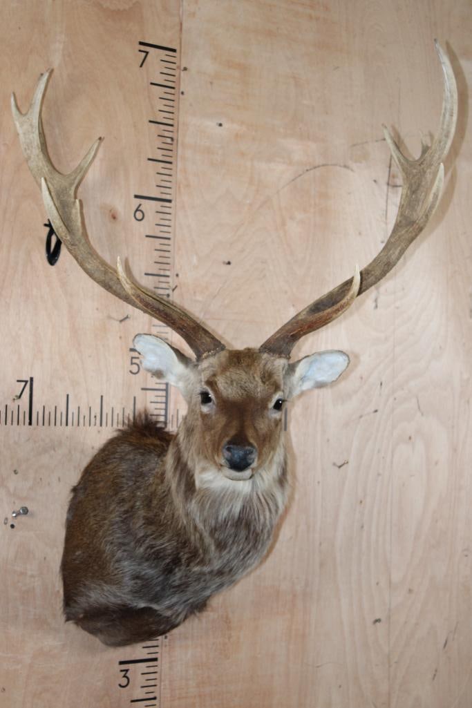 Massive 11-Point SIKA DEER Shoulder Mount: Massive 11-Point SIKA DEER Shoulder Mount. It has a 31.5" Spread, the antlers have a slight wiggle. It is otherwise a Very Nice and Clean mount in Good Condition. TAXIDERMY 