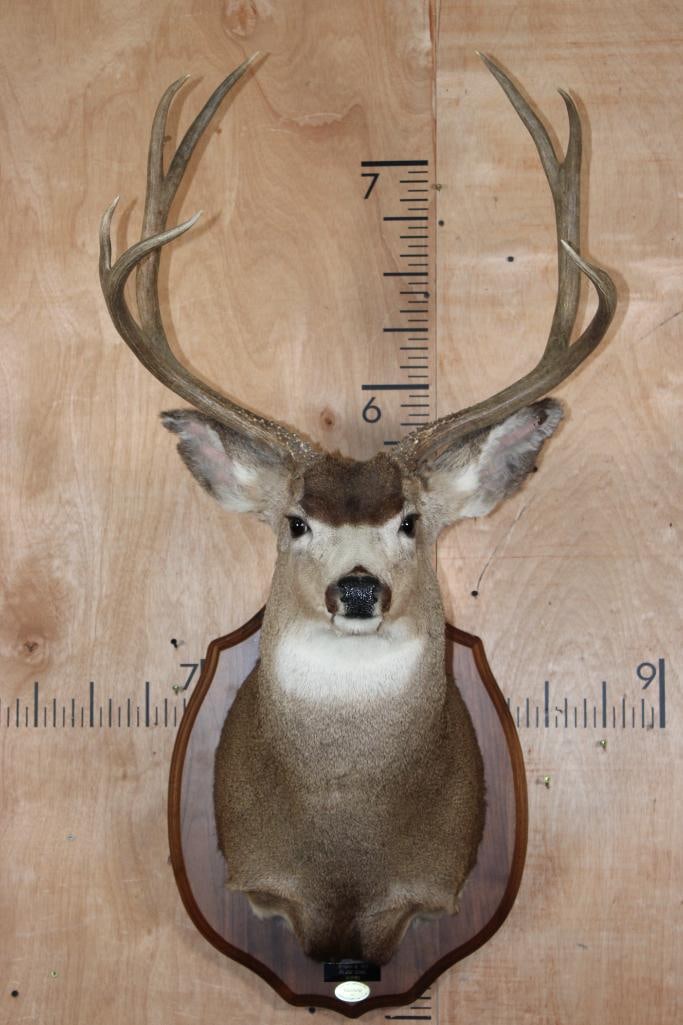 7-Point MULE DEER Shoulder Mount on a Wood Plaque: Nice and Clean 7-Point MULE DEER Shoulder Mount. It has a 22.75" Spread, is mounted on a Wood Plaque, and is in Good Condition. It was Taken in Wyoming-1995. TAXIDERMY 