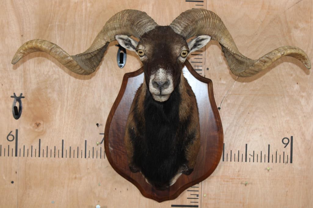 XXL CORSICAN SHEEP Shoulder Mount on a Wood Plaque: XXL CORSICAN SHEEP Shoulder Mount. It has a 33.25" Spread and is mounted on a Wood Plaque. This is a Very Nice and Clean mount in Very Good Condition. TAXIDERMY 