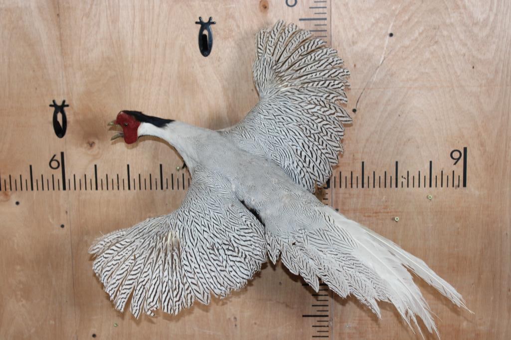 Flying SILVER PHEASANT on a Natural Wood Wall Hanging Base: Rare Flying SILVER PHEASANT on a Natural Wood Wall Hanging Base. This bird is native to China. It has a few minorly damaged feathers. TAXIDERMY BIRDS 