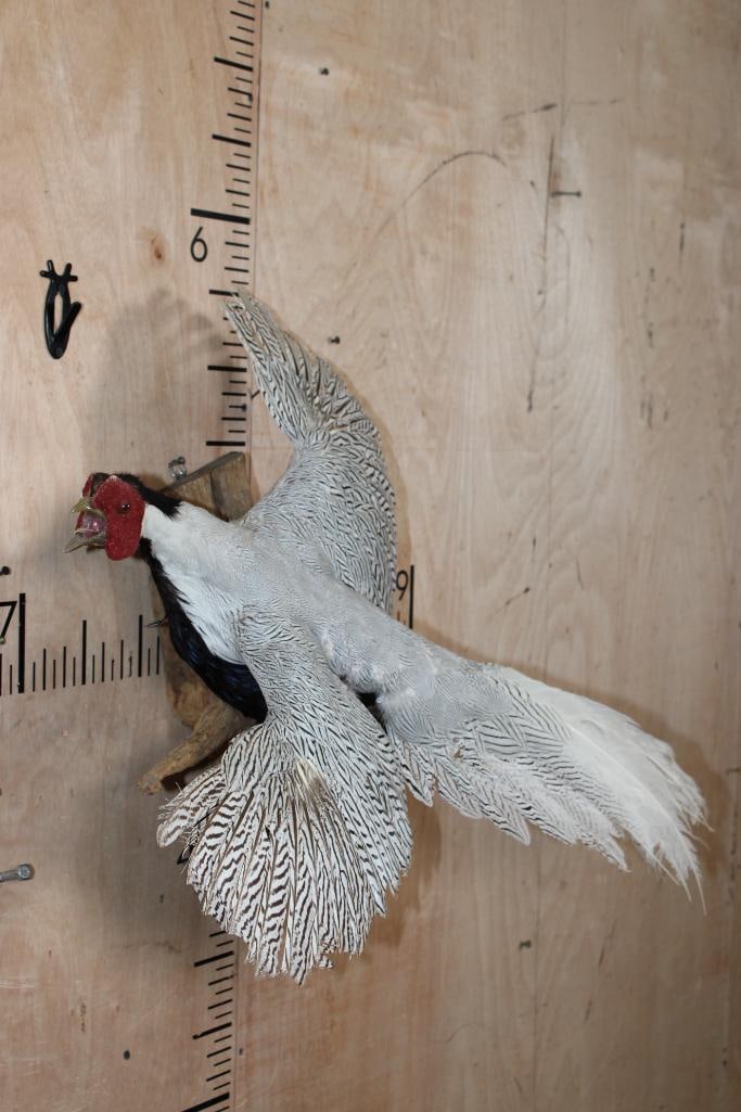 Flying SILVER PHEASANT on a Natural Wood Wall Hanging Base - 2