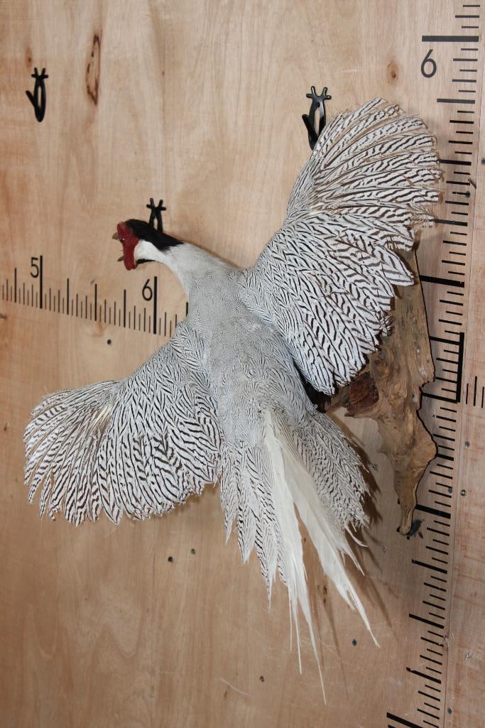 Flying SILVER PHEASANT on a Natural Wood Wall Hanging Base - 3