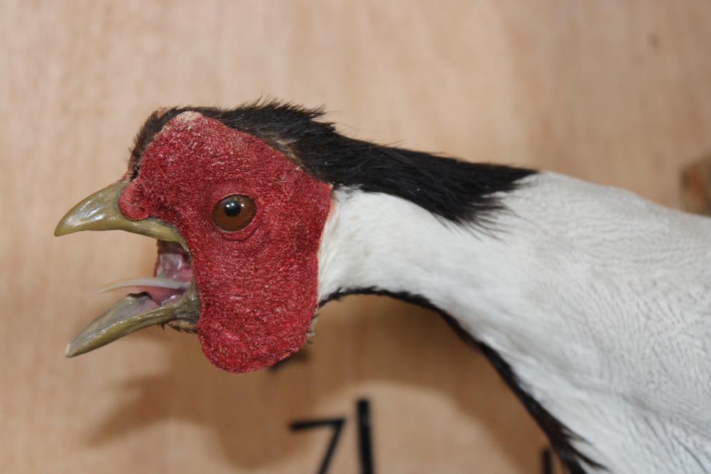Flying SILVER PHEASANT on a Natural Wood Wall Hanging Base - 4