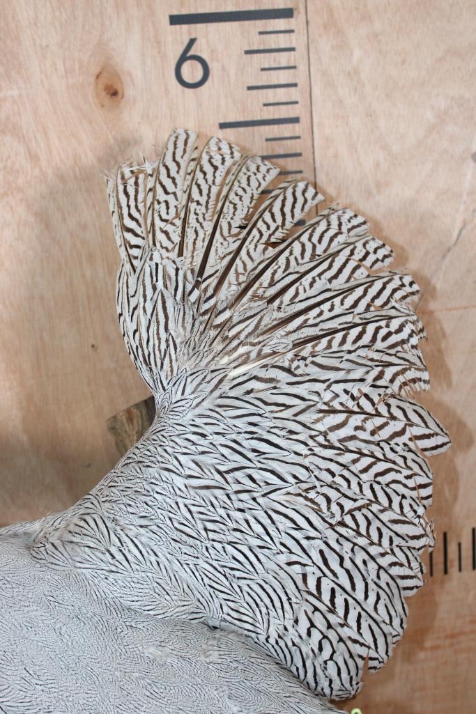 Flying SILVER PHEASANT on a Natural Wood Wall Hanging Base - 5