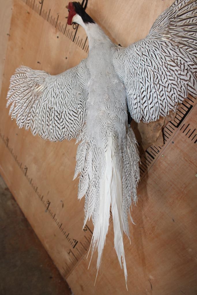 Flying SILVER PHEASANT on a Natural Wood Wall Hanging Base - 7