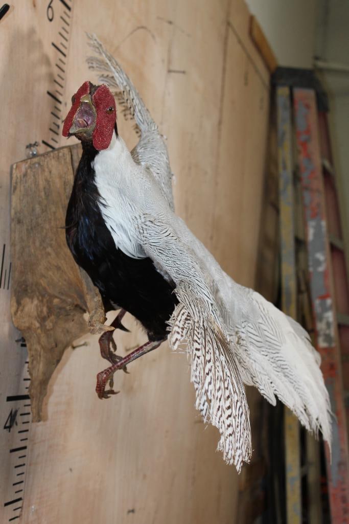 Flying SILVER PHEASANT on a Natural Wood Wall Hanging Base - 8