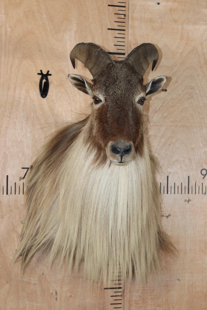 Big TAHR Shoulder Mount: Very Nice, Clean, and Big TAHR Shoulder Mount. The Left Horn measures 11 7/8" Long and the Right Horn measures 11.75" Long. It is in Very Good Condition. TAXIDERMY 