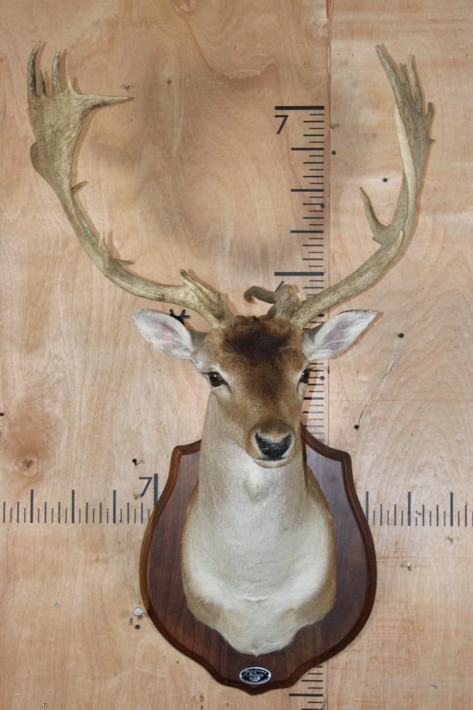 XL 24-Point FALLOW DEER Shoulder Mount on a Wood Plaque: Very Nice XL 24-Point FALLOW DEER Shoulder Mount. It has a 28.25" Spread and is mounted on a Wood Plaque. TAXIDERMY 
