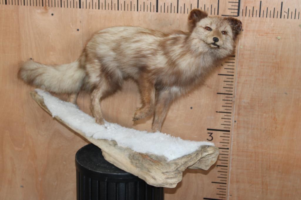 Life-sized ARCTIC FOX in its Late Fall Coat on a Snowy Log Base: Beautiful Life-sized ARCTIC FOX in its Late Fall Coat. This Fox is native to Alaska. It is mounted on a Snowy Log Base and measures 37" Long x 12" Wide x 22" Tall. It has minor left ear damage, otherw