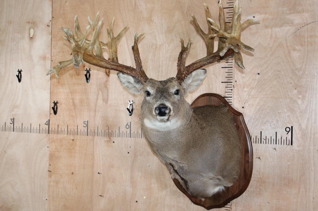40-Point Non-Typical WHITETAIL DEER Shoulder Mount on a Wood Plaque: Absolute Beast! 40-Point Non-Typical WHITETAIL DEER Shoulder Mount. It has a 37" Spread and is mounted on a Wood Plaque. It was Taken in Kansas. Gross B & C = 317", Scoreable Pts. = 42, Inside Spr