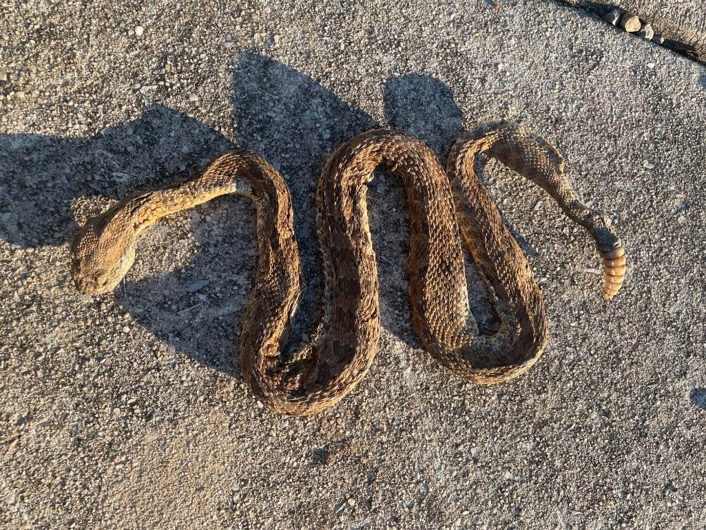 *Real Skin* Crawling RATTLESNAKE with 7 Rattles: *Real Skin* Crawling RATTLESNAKE with 7 Rattles. It would measure approximately 32" Long if it was straightened out. TAXIDERMY SNAKES 