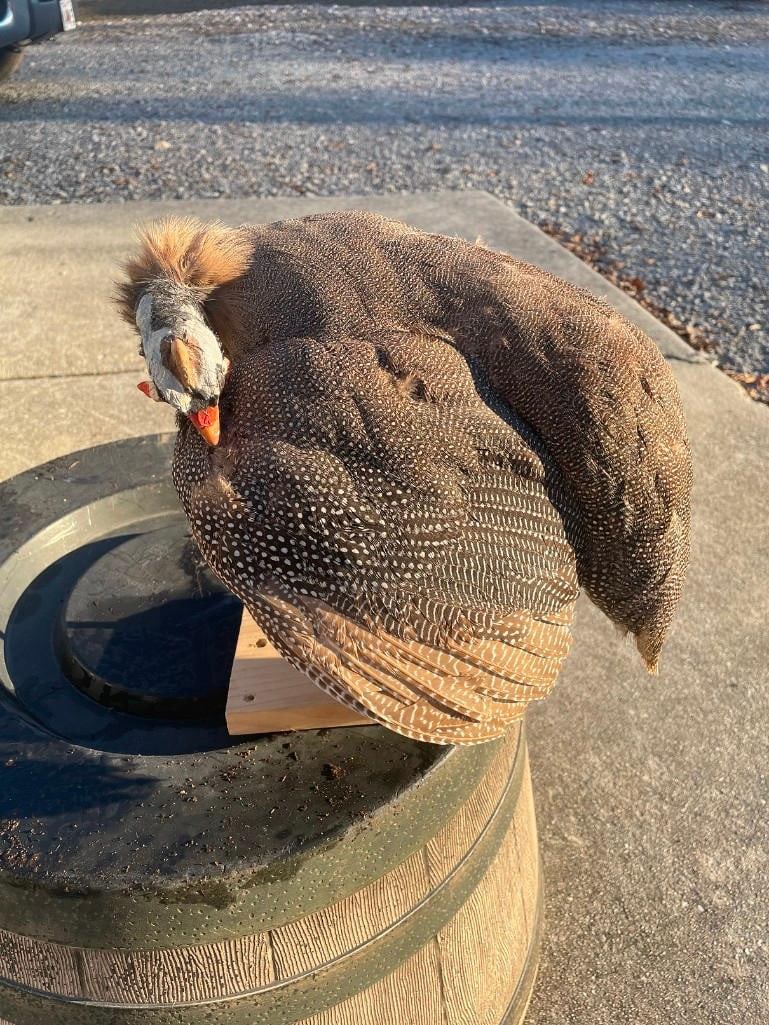 *New* African GUINEAFOWL Bird Mounted on a Wood Plank: *New* African GUINEAFOWL Bird Mounted on a Wood Plank. It measures 12" Long x 13" Wide and is mounted on a wood plank Base. Guinea Fowl are native to Africa and belong to the Numididae family and old